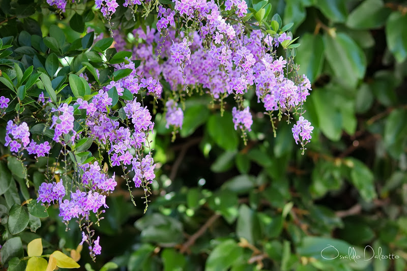 IMG_3639_F.JPG