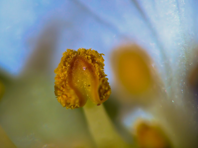 IMG_3679l.jpg