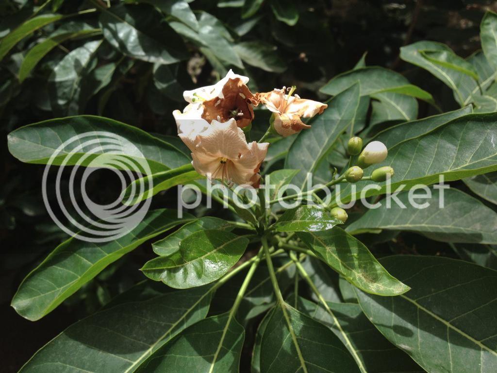IMG_3741_zpsc202756b.jpg