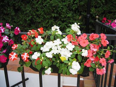 IMG_3751_P.jpg