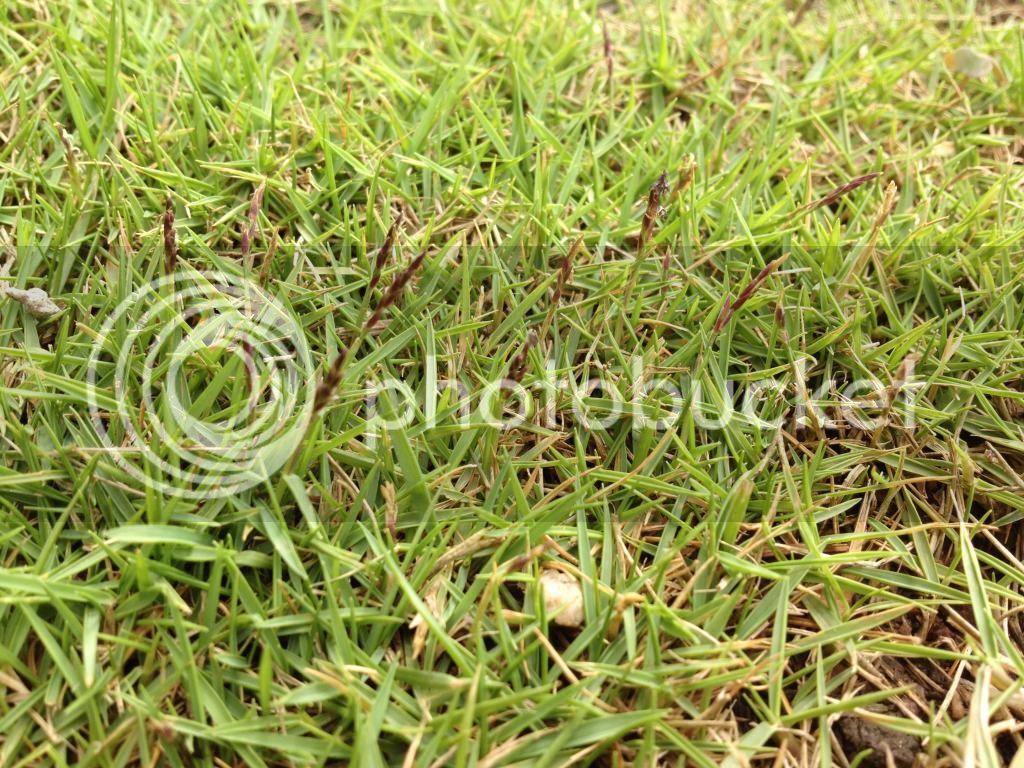 IMG_3771_zps6de35b48.jpg