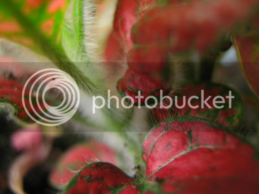 IMG_3847_zps7c22bb9f.jpg