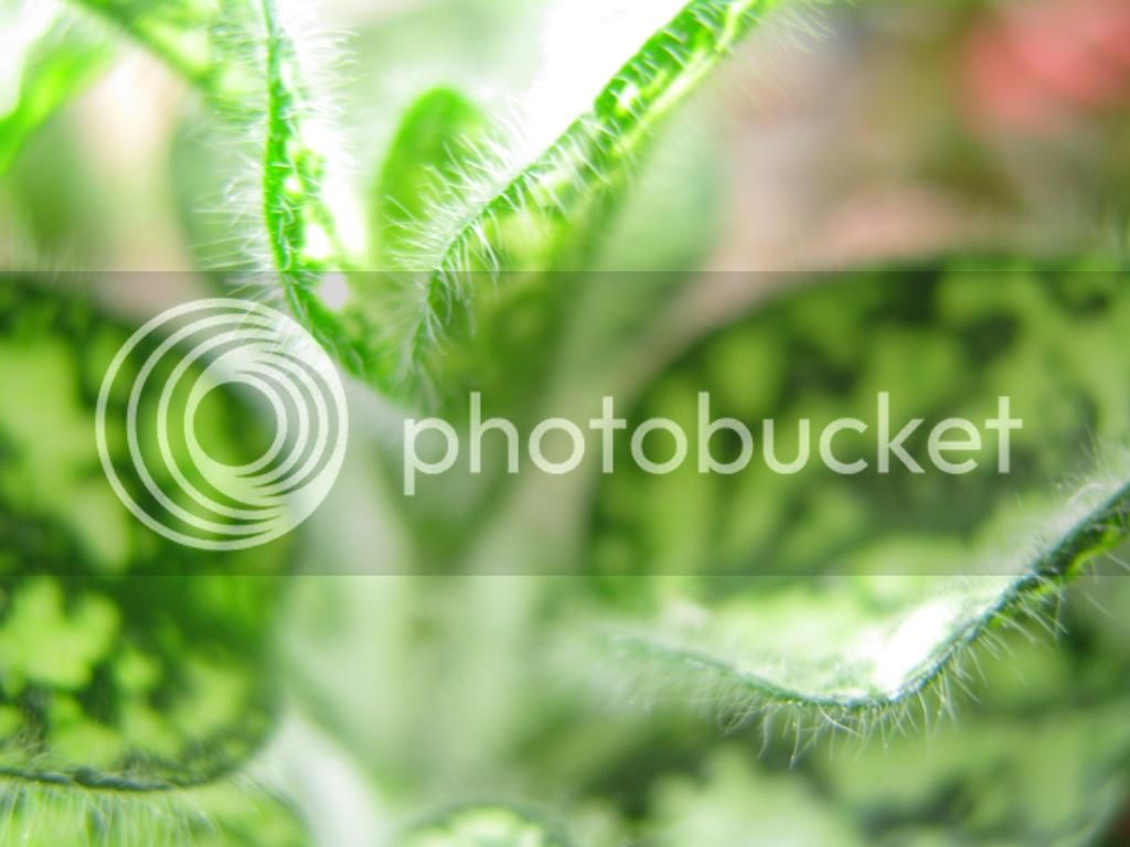 IMG_3849_zps9e6970d5.jpg