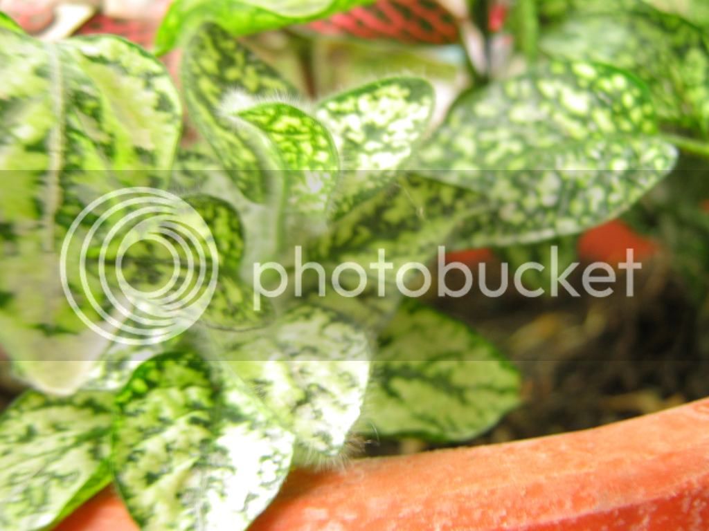 IMG_3853_zps40e42a46.jpg