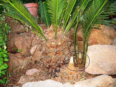 IMG_3862_P.JPG