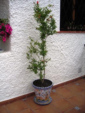 IMG_3868_P.JPG