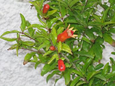 IMG_3886_P.JPG