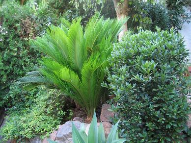 IMG_4115C.JPG