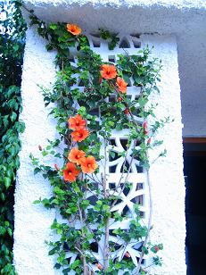 IMG_4126_P.JPG