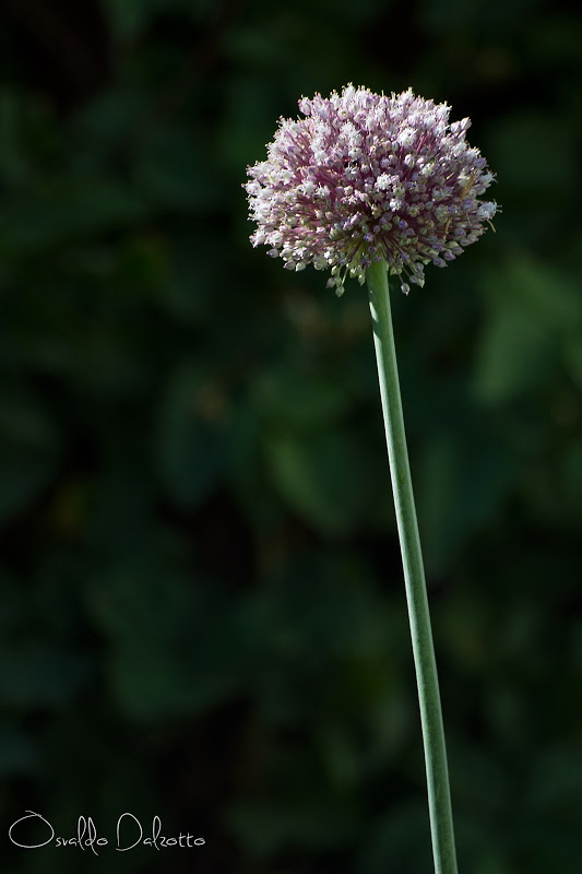 IMG_4176_R.jpg