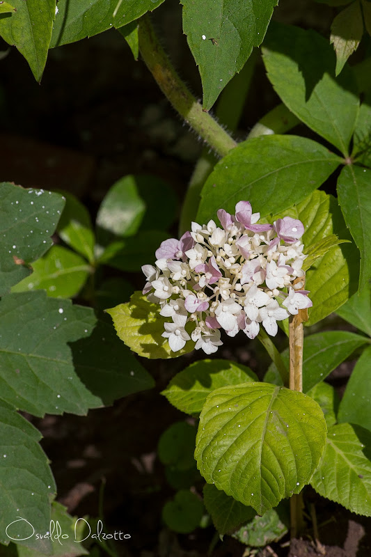 IMG_4187_R.jpg
