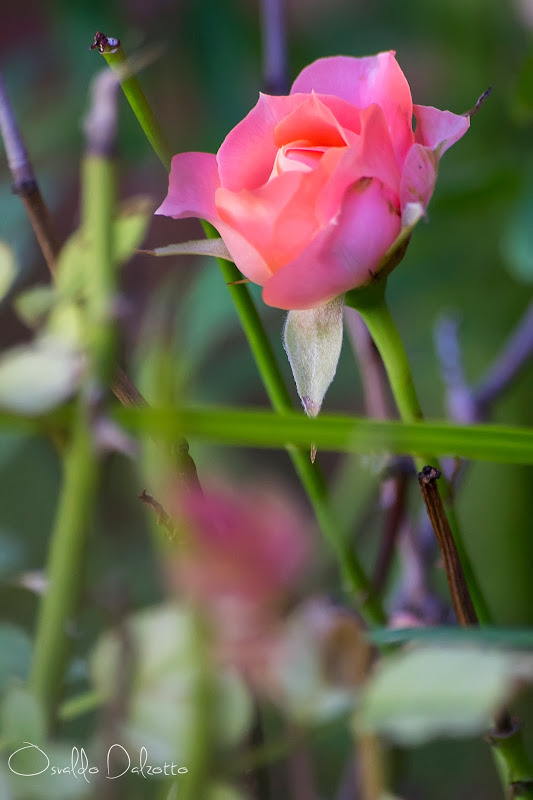 IMG_4200_R.jpg