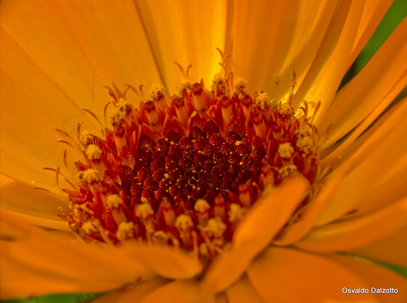 IMG_4200l.jpg