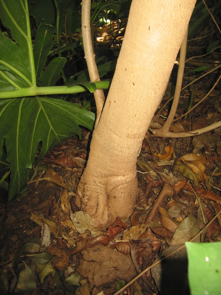 IMG_4401.jpg