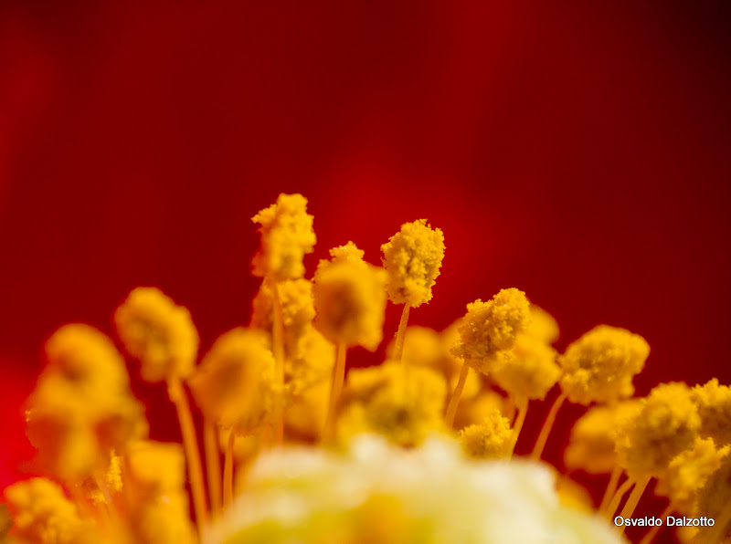 IMG_4592l.jpg
