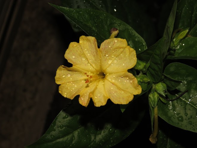 IMG_4722.JPG