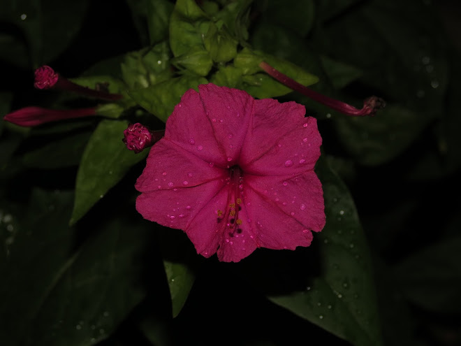 IMG_4724.JPG