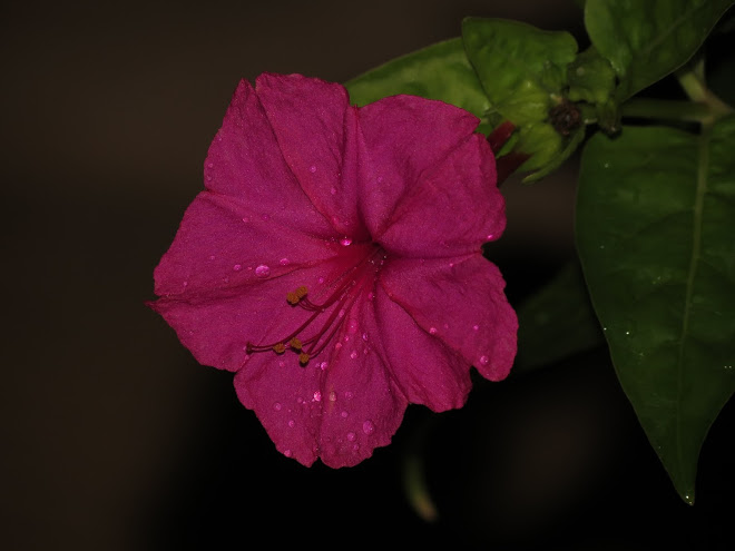 IMG_4725.JPG