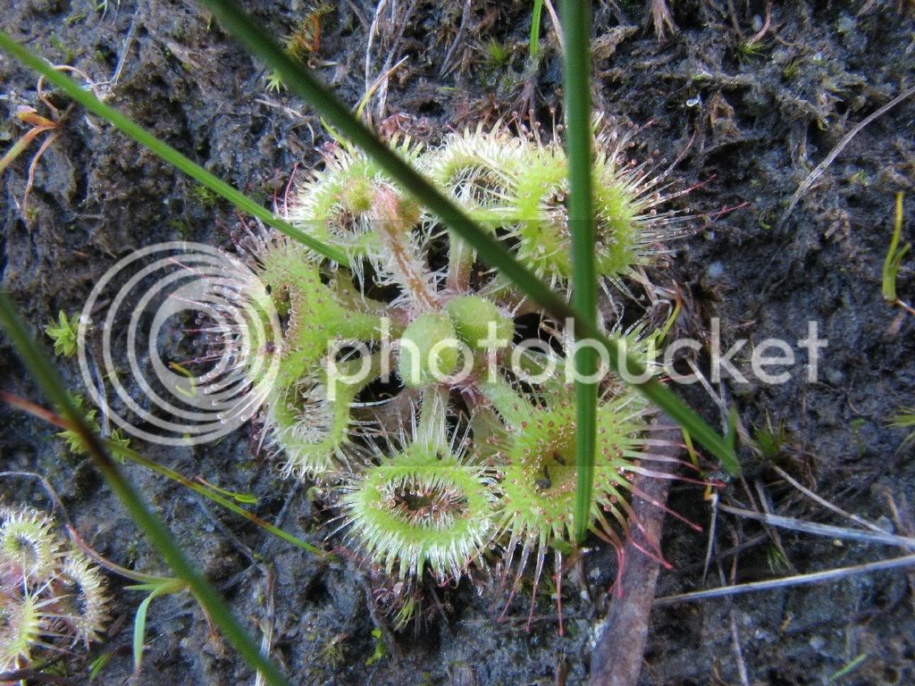IMG_4780JPG-Drosera-glanduligera-35.jpg