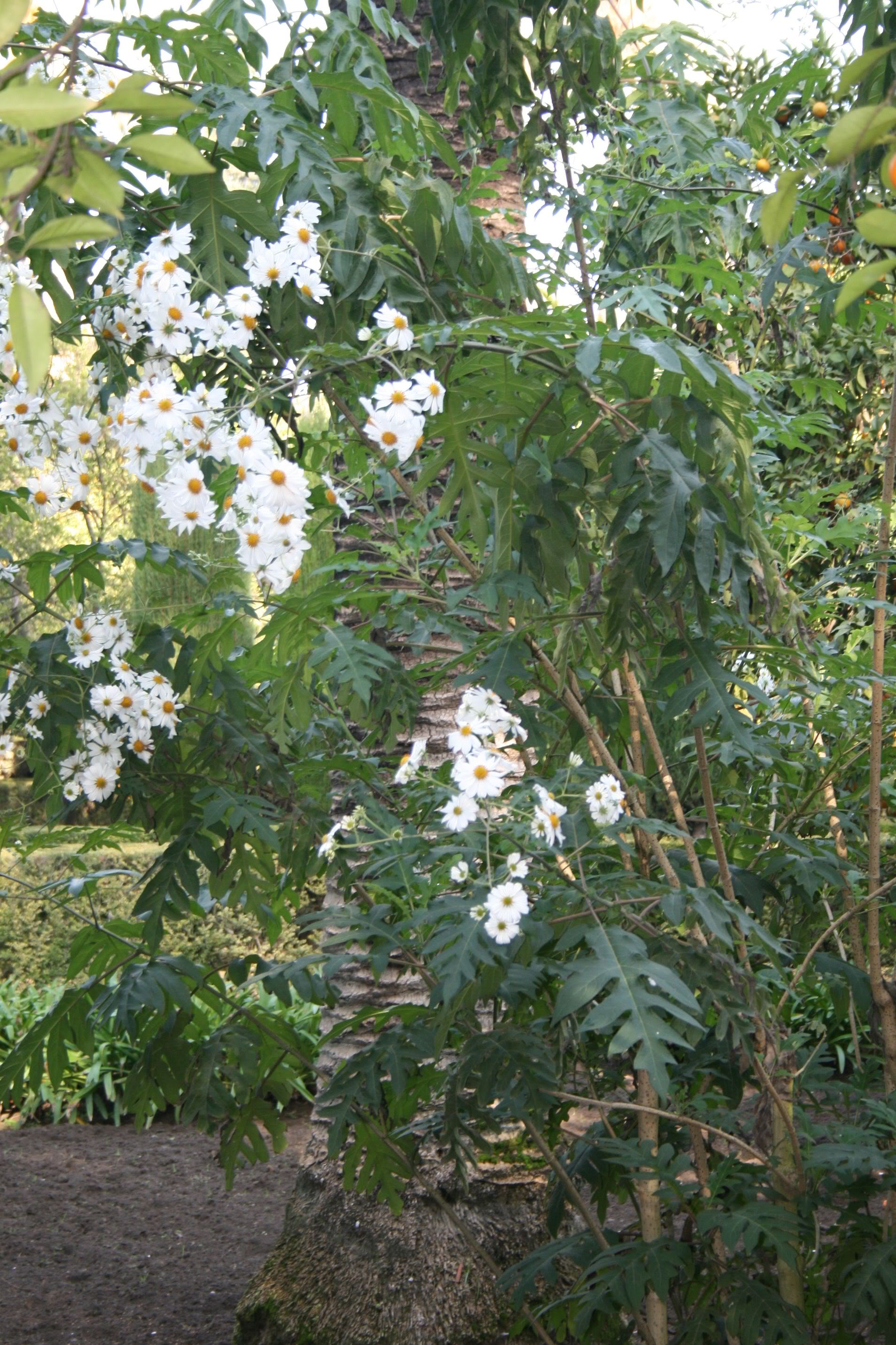 IMG_5247.jpg