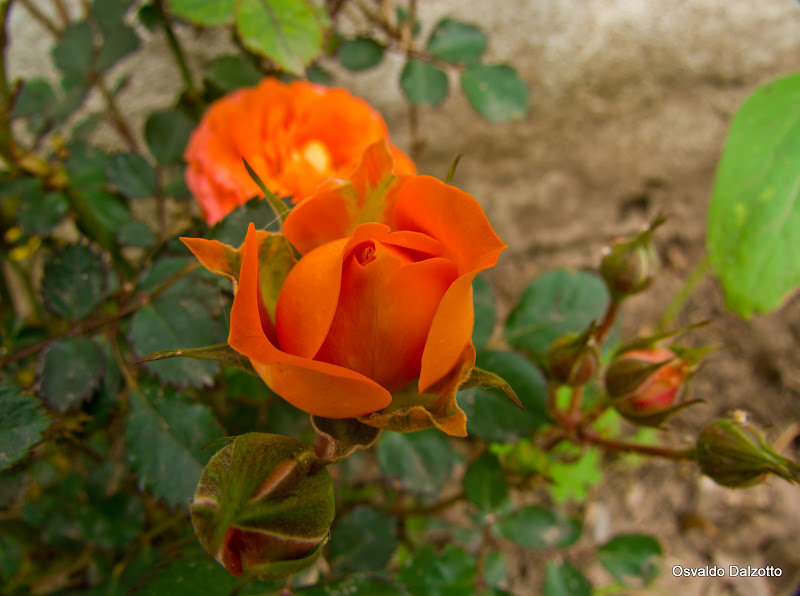 IMG_5295l.jpg