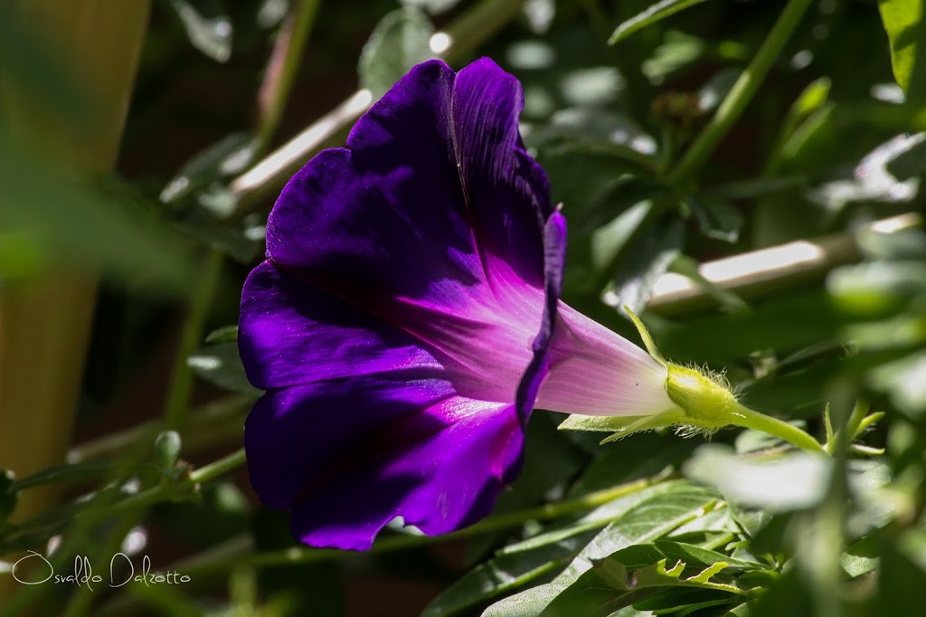IMG_5360_L_O.JPG