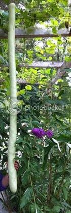 IMG_5548%20Copy_zpsfrqwrwlf.jpg