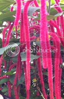 IMG_5569%20Copy_zpsyawhuza8.jpg
