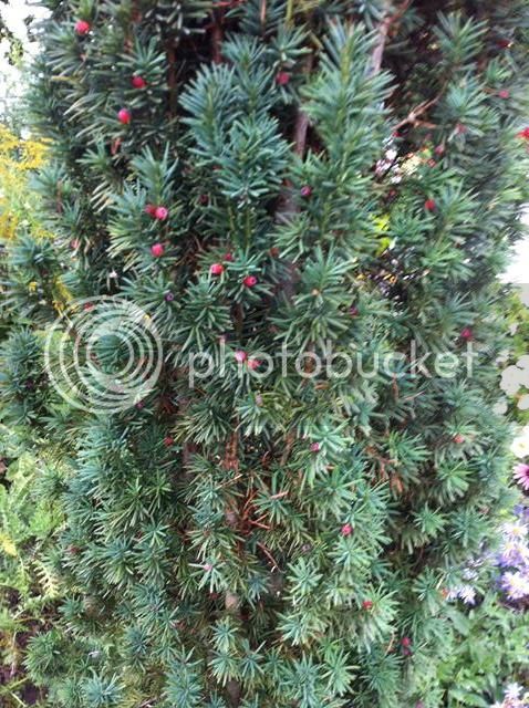IMG_5643%20Copy_zpslf8y4ju1.jpg