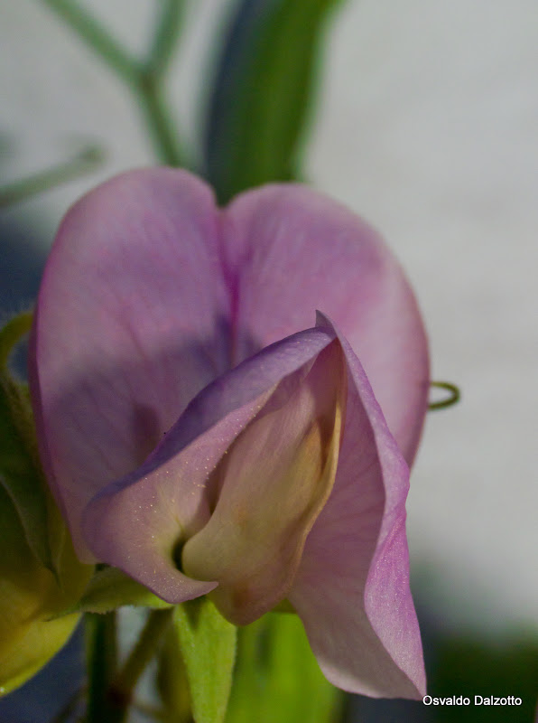 IMG_5730l.jpg
