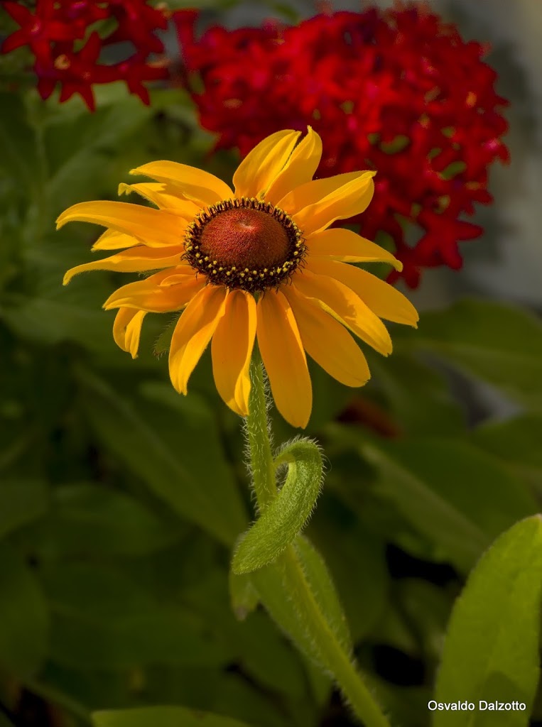IMG_5734b.jpg