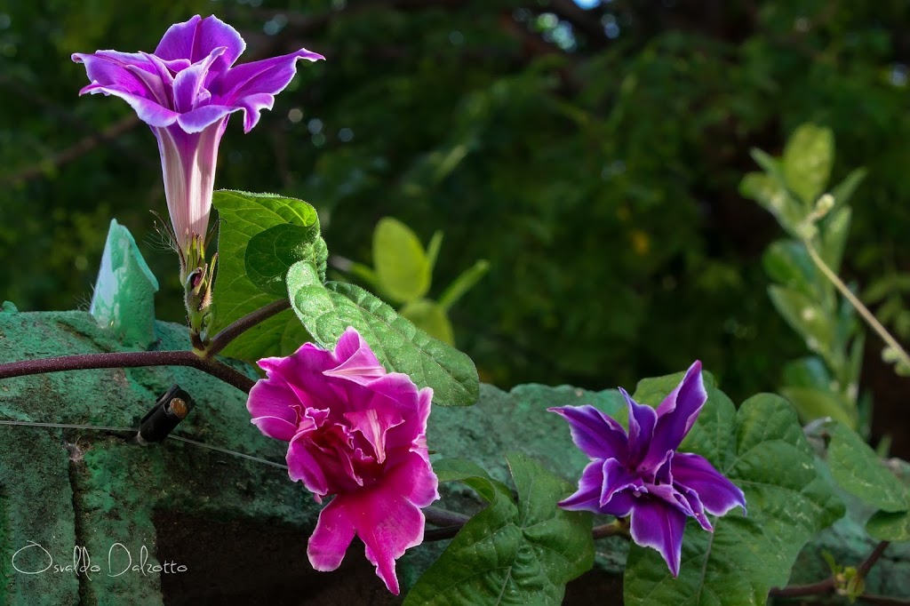 IMG_5838_O.JPG