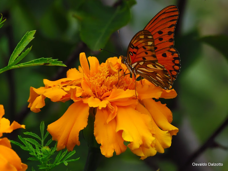 IMG_6261b.jpg