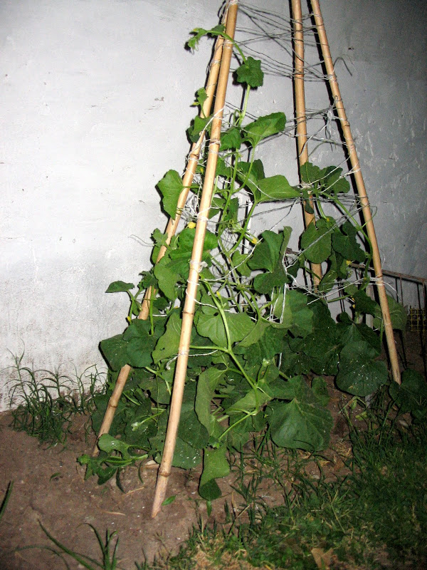 IMG_6305.JPG