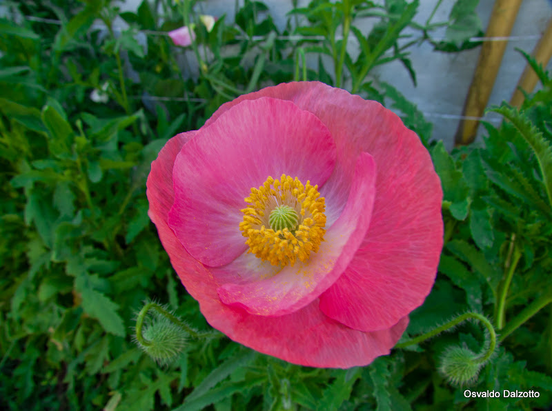 IMG_6312l.jpg