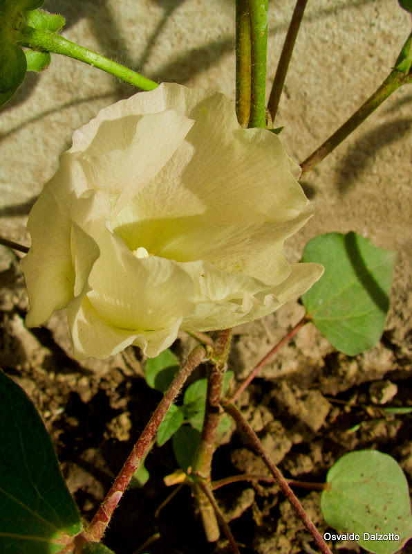 IMG_6467l.jpg