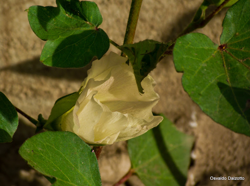 IMG_6469l.jpg