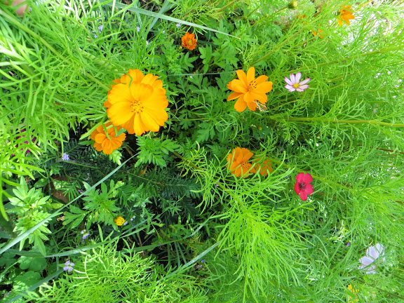 IMG_6484.JPG