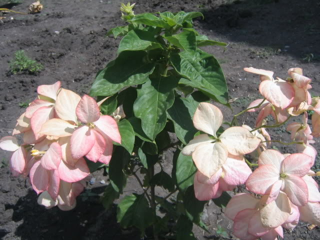 IMG_6493.jpg