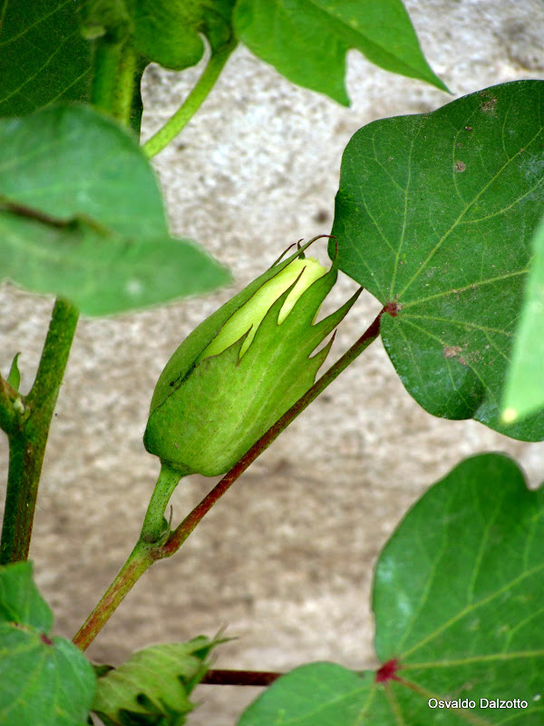 IMG_6564.JPG