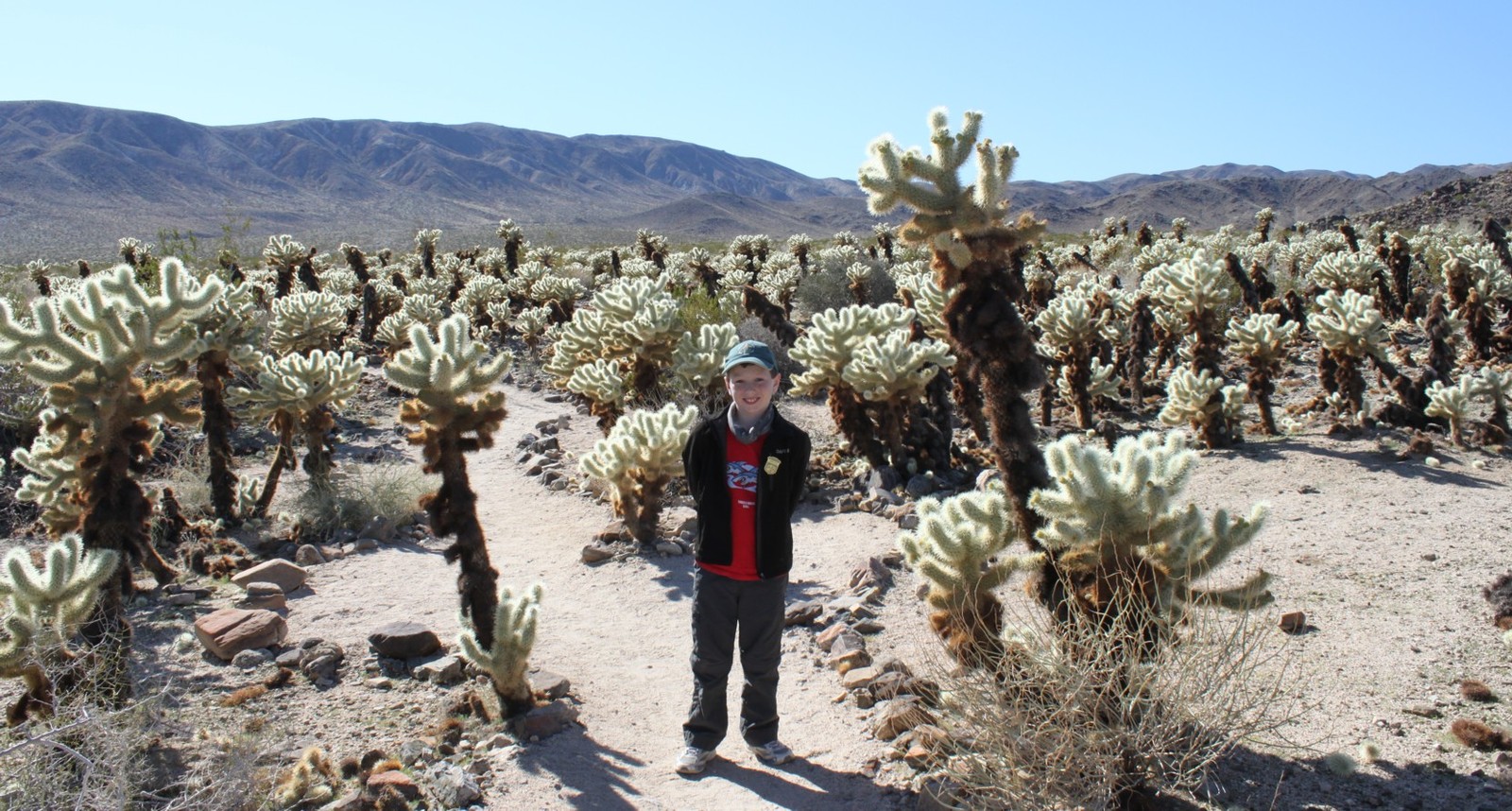 img_6669-cholla-cactus-garden-trail.jpg