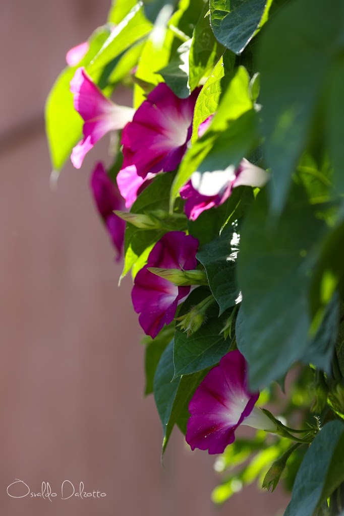 IMG_6679_O.JPG