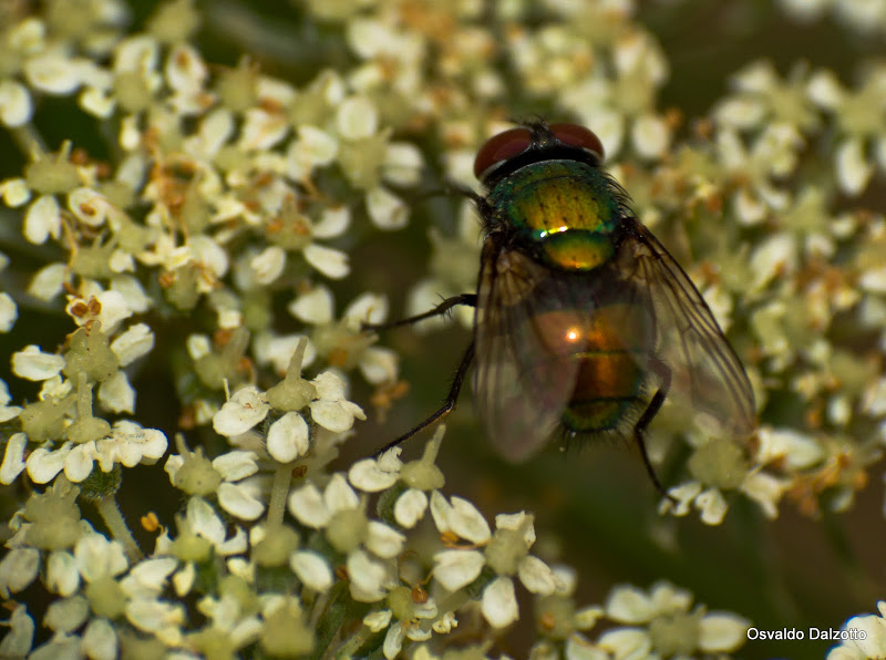 IMG_6710_l.jpg
