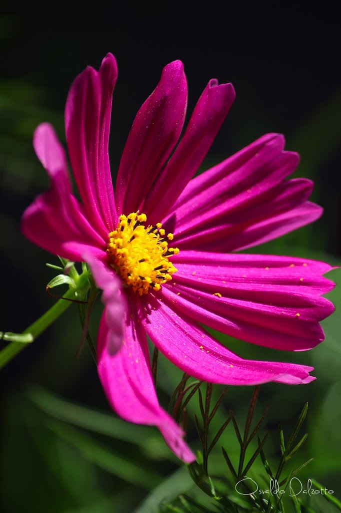 IMG_6712_O.JPG