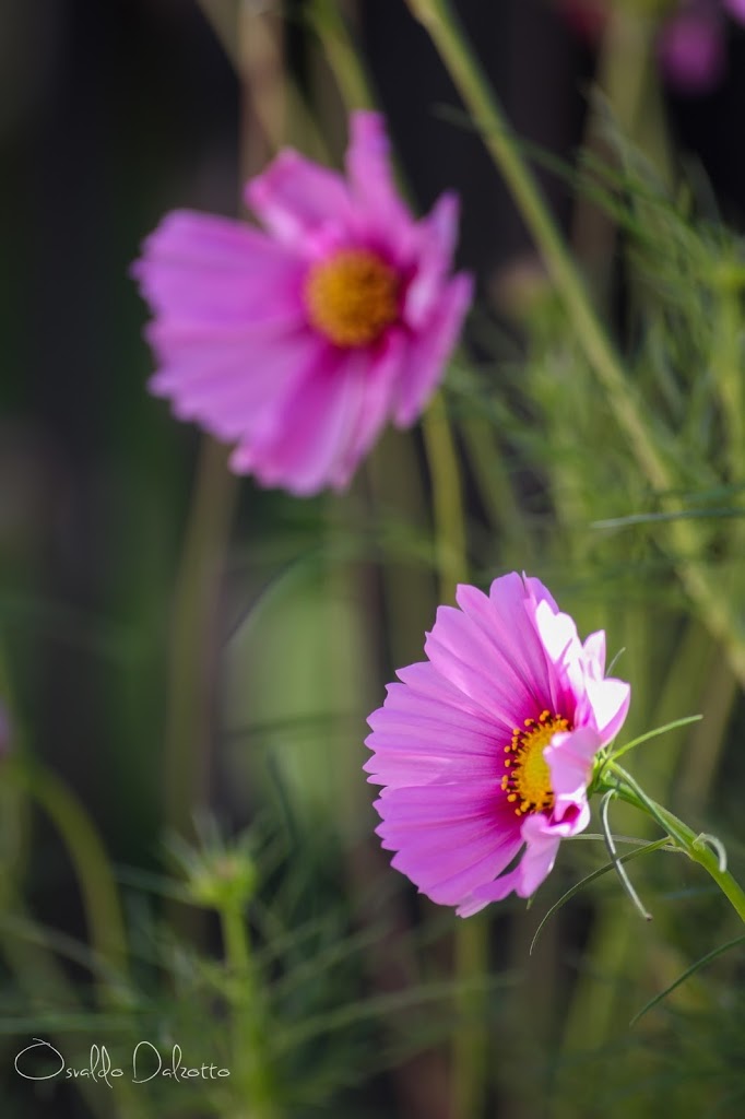 IMG_6713_O.JPG