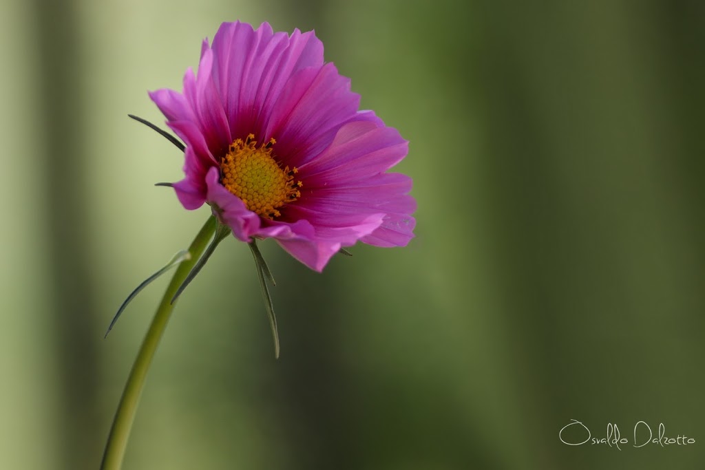 IMG_6725_O.JPG