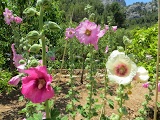 IMG_6749.JPG