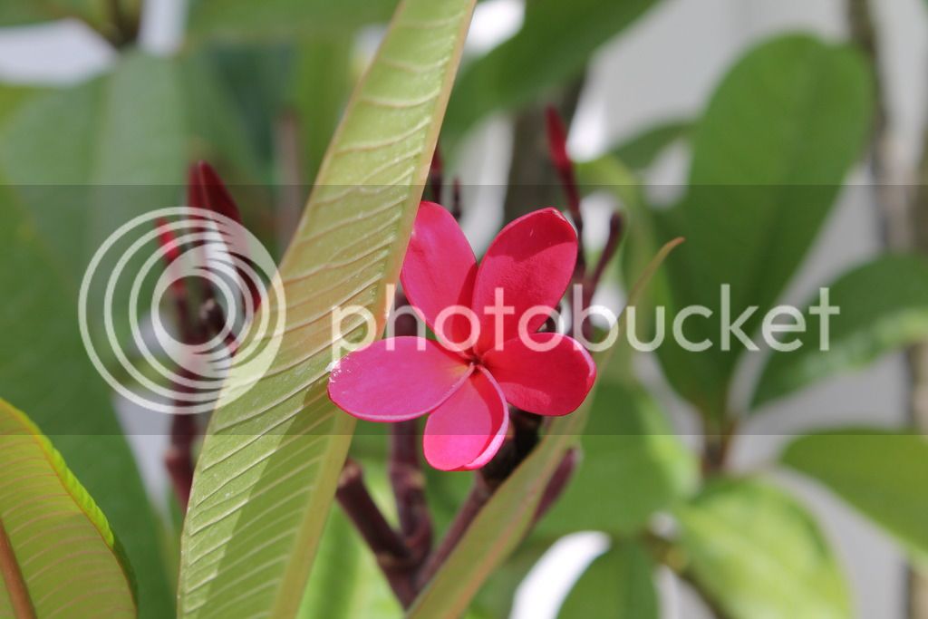 IMG_6755_zpsz2lf9inf.jpg