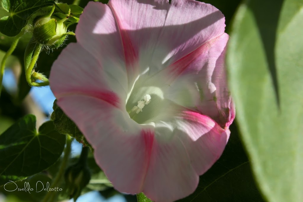 IMG_6767_O.JPG