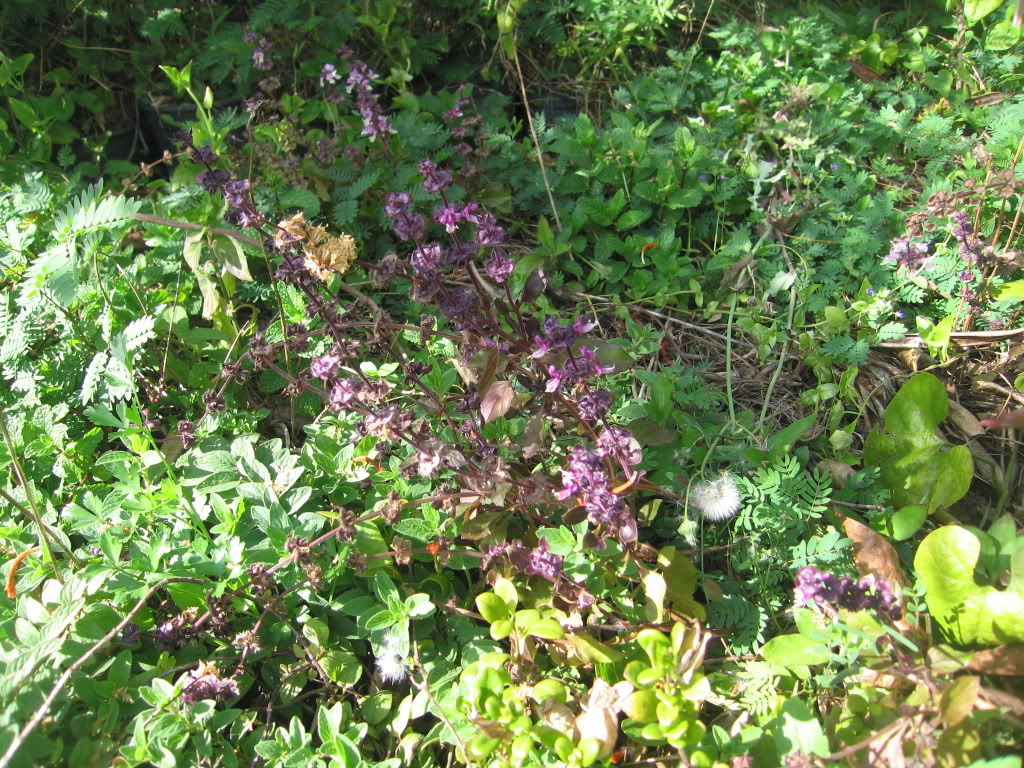 IMG_6770.jpg